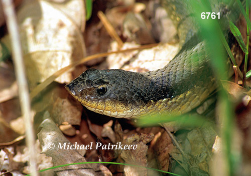 Eastern Hognose Snake (Heterodon platirhinos)